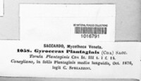Taeniolella plantaginis image